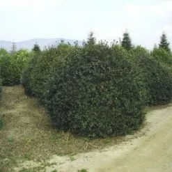 Camelia (Camellia Sasanqua) -Groen Dome Verkoopwinkel 057camelliasasanquabol 45 9 1