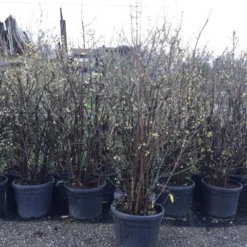 Winterzoet (Chimonanthus Praecox) -Groen Dome Verkoopwinkel 10