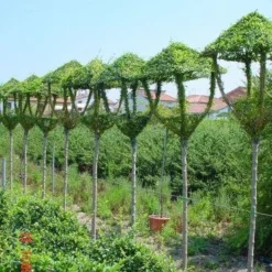 Lantaarn (Ligustrum Delavayanum)