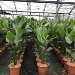 Paradijsvogelplant (Strelitzia Nicolai)