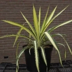 Palmlelie (Yucca Flaccida 'Golden Sword') -Groen Dome Verkoopwinkel 20040829222642 1