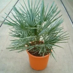 Dwergpalm (Chamaerops Humilis 'Cerifera') -Groen Dome Verkoopwinkel 20060622161932 2