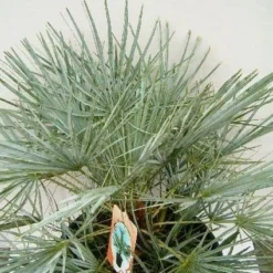 Dwergpalm (Chamaerops Humilis 'Cerifera') -Groen Dome Verkoopwinkel 20060719133839 2