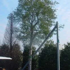 Mimosa (Acacia Dealbata) -Groen Dome Verkoopwinkel 20070701224959 7