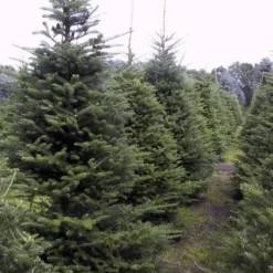 Koreaanse Zilverspar (Abies Koreana) -Groen Dome Verkoopwinkel 20070701225427 6