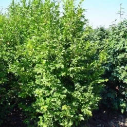 Camelia (Camellia Sasanqua) -Groen Dome Verkoopwinkel 20070711001711 18 9 9