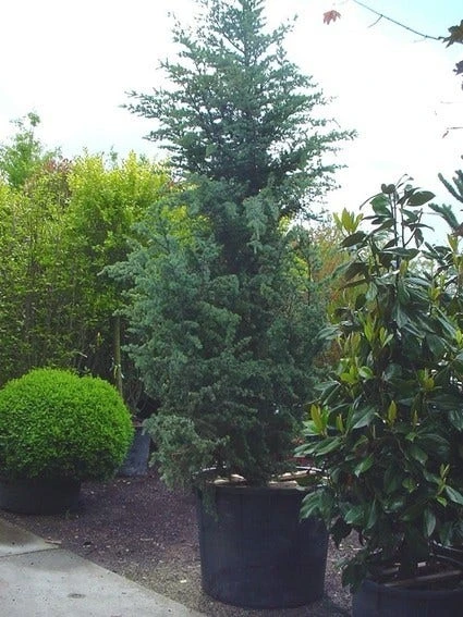 Atlasceder (Cedrus Libani 'Glauca') 4 Atlasceder (Cedrus Libani 'Glauca') - Afbeelding 2