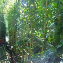 Bosrank, Groenblijvend (Clematis Armandii) -Groen Dome Verkoopwinkel 20070814193958 5