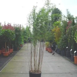 Groen Dome Verkoopwinkel -Groen Dome Verkoopwinkel 20070905144525 4