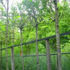 Kweepeer (Cydonia Oblonga) -Groen Dome Verkoopwinkel 20070907160839 5