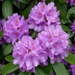 Rhododendron (Rhododendron Catawbiense 'Boursault')