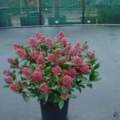 Skimmia (Skimmia Japonica 'Rubella') 6 Skimmia (Skimmia Japonica 'Rubella') -Groen Dome Verkoopwinkel 20071120225150 8