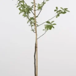 Kweepeer (Cydonia Oblonga) -Groen Dome Verkoopwinkel 20080417145544 2