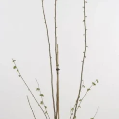 Hazelaar/Hazelnoot (Corylus Avellana 'Webb's Prize Cob') -Groen Dome Verkoopwinkel 20080417160452 1