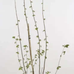 Hazelaar/Hazelnoot (Corylus Avellana 'Webb's Prize Cob') -Groen Dome Verkoopwinkel 20080417161730 1