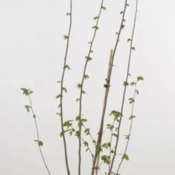 Hazelaar/Hazelnoot (Corylus Avellana 'Webb's Prize Cob') -Groen Dome Verkoopwinkel 20080417162735 1