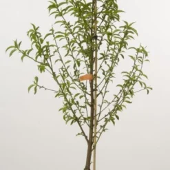 Nectarine (Prunus Persica Nucipersica) 7 Nectarine (Prunus Persica Nucipersica) -Groen Dome Verkoopwinkel 20080418154023 2