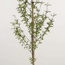 Groen Dome Verkoopwinkel 38 Perzikboom (Prunus Persica)