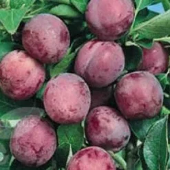 Pruimenboom (Prunus Domestica 'Opal') -Groen Dome Verkoopwinkel 20080513133956 3