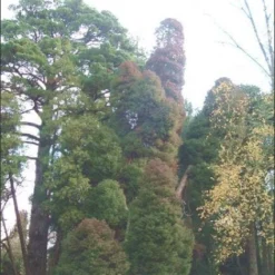 Sikkelden (Cryptomeria Japonica 'Elegans') -Groen Dome Verkoopwinkel 20080611115709 6