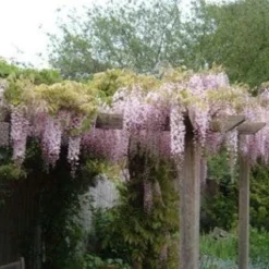 Blauwe Regen, Roze (Wisteria Floribunda 'Rosea')
