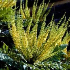 Mahoniestruik (Mahonia Media 'Charity') -Groen Dome Verkoopwinkel 20080709102617 3