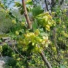 Gele Ribes (Ribes Odoratum) -Groen Dome Verkoopwinkel 20080716085510 2