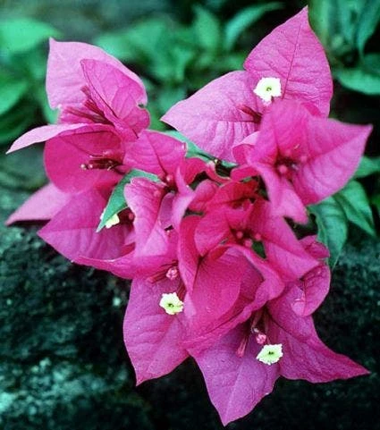 Bougainvillea Als Struik (Bougainvillea Glabra) 3 Bougainvillea Als Struik (Bougainvillea Glabra)