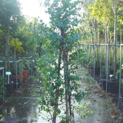 Winterharde Gomboom (Eucalyptus Gunnii) -Groen Dome Verkoopwinkel 20090522152550 5