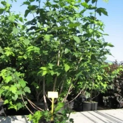 Sneeuwbal (Viburnum Opulus 'Roseum') -Groen Dome Verkoopwinkel 20091126125302 9