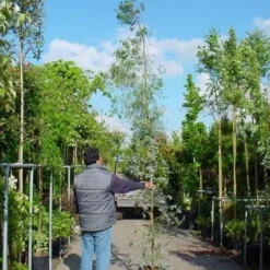 Winterharde Gomboom (Eucalyptus Gunnii) -Groen Dome Verkoopwinkel 20100217171043 5