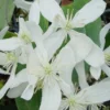 Bosrank, Groenblijvend (Clematis Armandii 'Snowdrift') -Groen Dome Verkoopwinkel 20100218143418 3 1