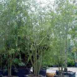 Mimosa (Acacia Dealbata) -Groen Dome Verkoopwinkel 20100906111139 7