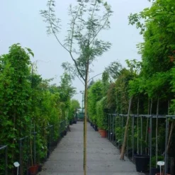 Mimosa Als Boom (Acacia Dealbata) -Groen Dome Verkoopwinkel 20100906111726 7 1