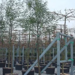 Mimosa Als Boom (Acacia Dealbata) -Groen Dome Verkoopwinkel 20100906111736 6 1