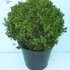 Buxusbol (Buxus Sempervirens, Bolvorm) -Groen Dome Verkoopwinkel 20101207115632 20