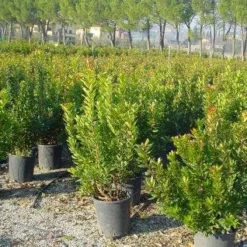 Aardbeiboom Als Struik (Arbutus Unedo) -Groen Dome Verkoopwinkel 20101209111801 7