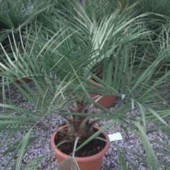 Geleipalm (Butia Capitata) -Groen Dome Verkoopwinkel 20101209131859 6