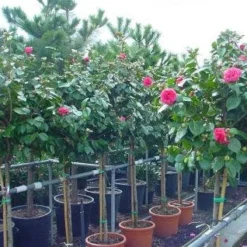 Camelia Op Stam (Camellia Japonica) -Groen Dome Verkoopwinkel 20101209153742 3