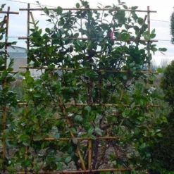 Camelia Als Leivorm (Camellia Japonica) -Groen Dome Verkoopwinkel 20101209154447 2