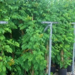 Trompetbloem (Campsis Tagliabuana 'Mme Galen') -Groen Dome Verkoopwinkel 20101209155845 9