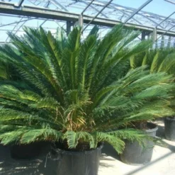 Cycaspalm (Cycas Revoluta) -Groen Dome Verkoopwinkel 20101212150045 5