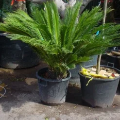Cycaspalm (Cycas Revoluta) -Groen Dome Verkoopwinkel 20101212150101 5