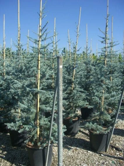 Atlasceder (Cedrus Libani 'Glauca') 3 Atlasceder (Cedrus Libani 'Glauca')