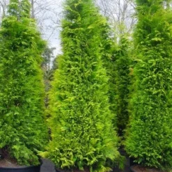 Gele Haagconifeer (Chamaecyparis Lawsoniana 'Stardust') -Groen Dome Verkoopwinkel 20101212172706 7