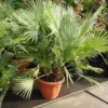 Dwergpalm (Chamaerops Humilis) -Groen Dome Verkoopwinkel 20101213085751 8