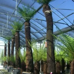 Boomvaren (Dicksonia Antarctica) -Groen Dome Verkoopwinkel 20101213133314 11