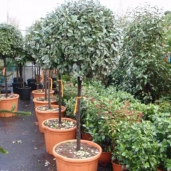 Olijfwilg Op Stam (Elaeagnus Ebbingei) -Groen Dome Verkoopwinkel 20101213141424 3