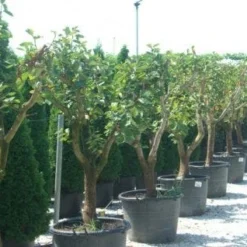 Kaki (Diospyros Kaki) -Groen Dome Verkoopwinkel 20101213150225 8 1