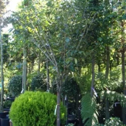 Kaki (Diospyros Kaki) -Groen Dome Verkoopwinkel 20101213150233 8 1